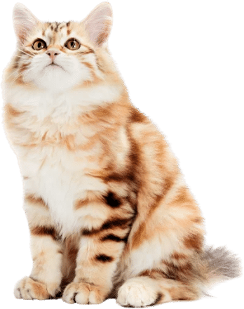 siberian-cat-a-kitten-sitting-and-looking-up-removebg-optimized 1